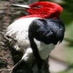 image of red_headed_woodpecker #15