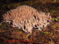 image of coral_fungus
