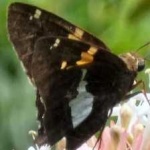 image of animal