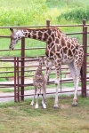 image of animal