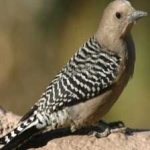 image of bird