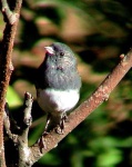 image of junco #27