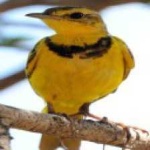 image of bird