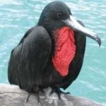 image of bird