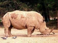 image of rhino