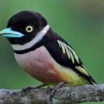 image of bird