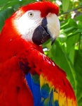 image of macaw