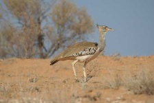 image of bustard