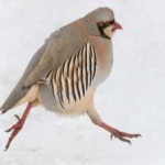image of bird