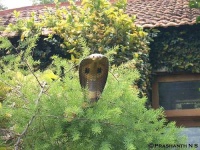 image of indian_cobra #20