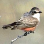image of bird