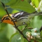 image of bird