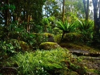 image of rainforest