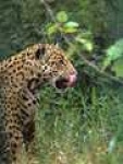 image of jaguar_car