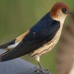 image of bird