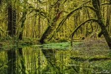 image of swamp