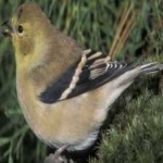 image of bird