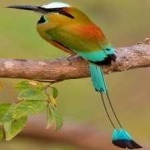 image of bird