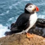 image of bird