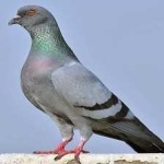 image of bird