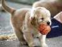 image of golden_retriever