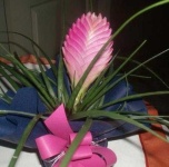 image of flower