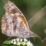 image of animal