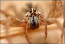 image of wolf_spider