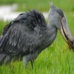 image of bird