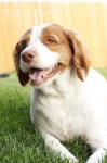 image of brittany_spaniel