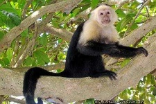 image of capuchin