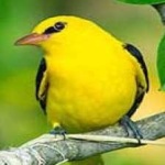 image of bird