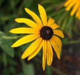 image of flower