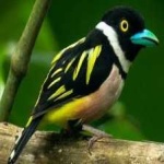 image of bird