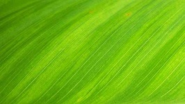 image of leaf