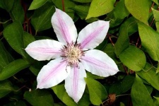 image of clematis #10