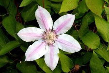 image of flower