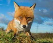 image of animal