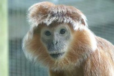 image of langur