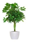 image of house_plant