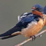 image of bird