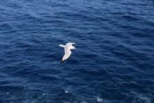 image of seagull