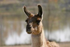 image of llama