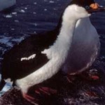 image of bird