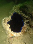 image of flatworm