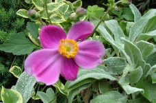 image of flower