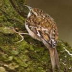 image of bird