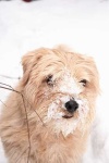 image of norfolk_terrier