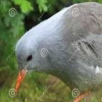 image of bird