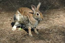 image of hare